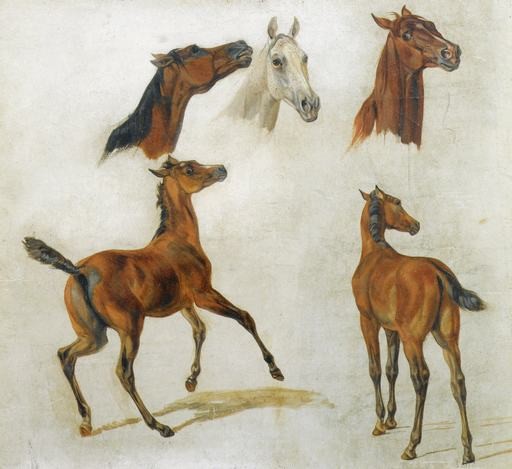 A Albrecht Horse Studies Canvas Print