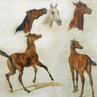 A Albrecht Horse Studies Canvas Print