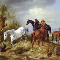 A Albrecht Thoroughbreds in a Pasture Canvas Print