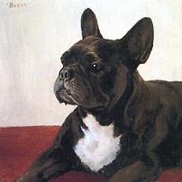 Florence Mabel Hollams French Bulldog, Buzzy Canvas Print