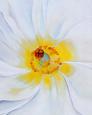 White Flower, 1929
by Georgia O'Keeffe