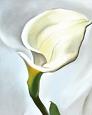 Calla Lily Turned Away, 1923
by Georgia O'Keeffe
