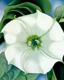 Jimson Weed, 1932
by Georgia O'Keeffe