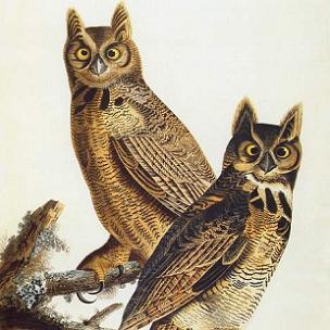 john james audubon print