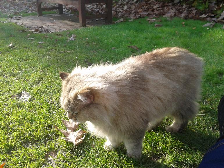 Kelsey Park Beckenham, Kaspar the Cat