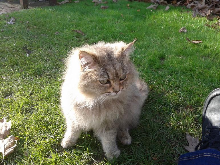 Kelsey Park Beckenham, Kaspar the Cat