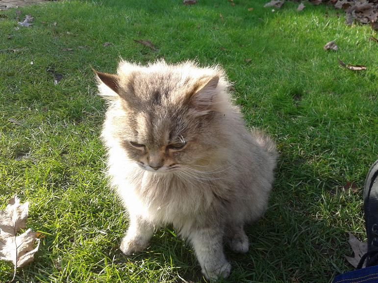 Kelsey Park Beckenham, Kaspar the Cat