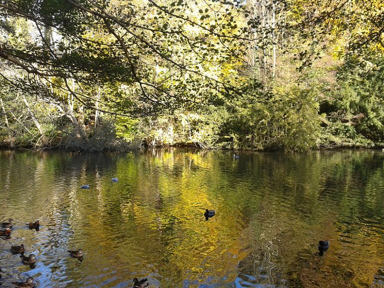 Kelsey Park Beckenham, Mandarins and Birds