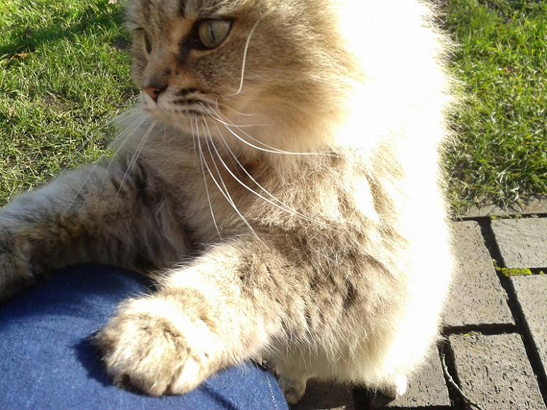 Kelsey Park Beckenham, Kaspar the Cat