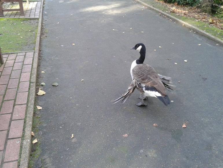 Kelsey Park Beckenham, Canada Goose